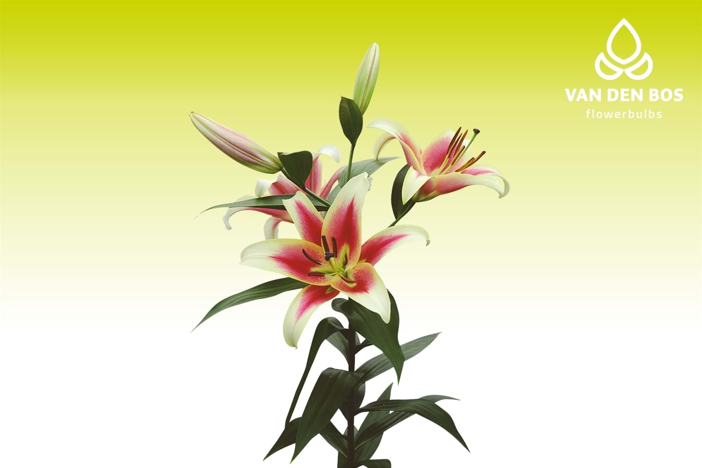 Candy Club® (O.T.) - Lily - Van den Bos Flowerbulbs